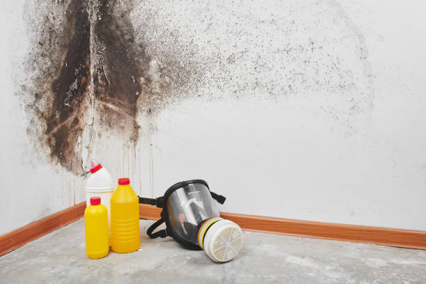 Best Black Mold Remediation in Cloverleaf, TX