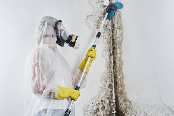 Best Kitchen Mold Remediation in Cloverleaf, TX