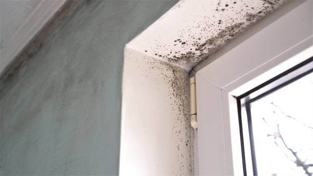 Best Black Mold Remediation in Cloverleaf, TX