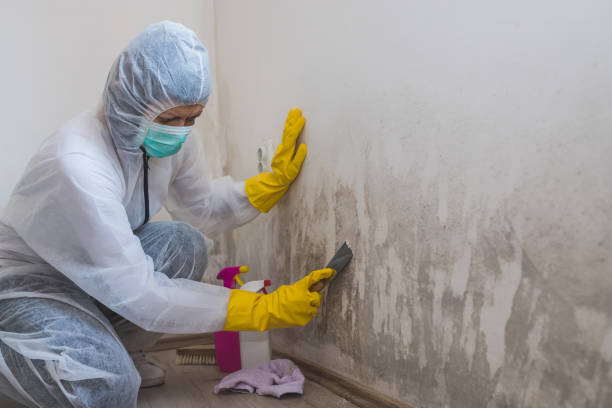 Best Industrial Mold Remediation in Cloverleaf, TX