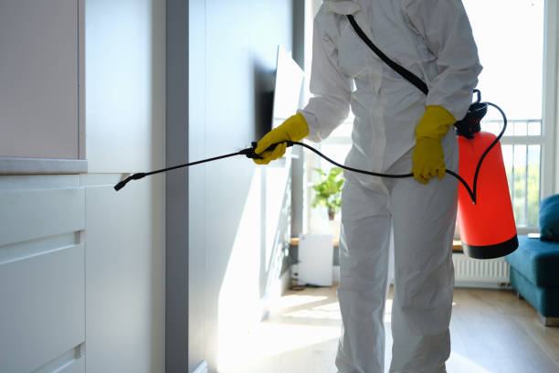 Best Kitchen Mold Remediation in Cloverleaf, TX