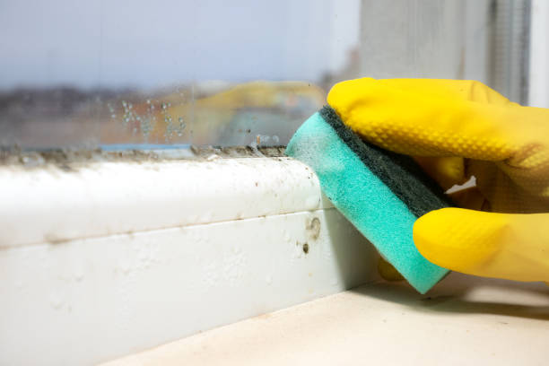 Best Insurance-Related Mold Remediation in Cloverleaf, TX
