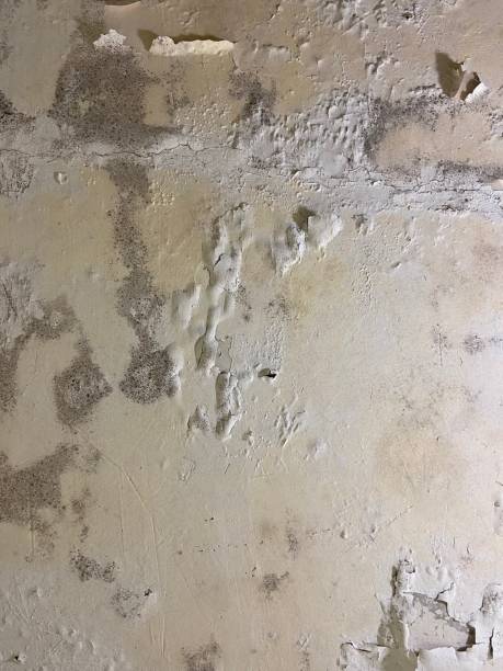 Best Preventive Mold Services in Cloverleaf, TX
