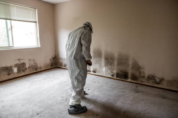 Best Emergency Mold Remediation in Cloverleaf, TX