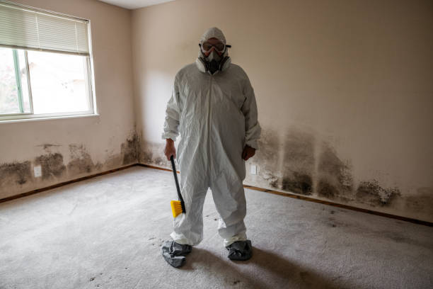 Best Post-Flood Mold Remediation in Cloverleaf, TX