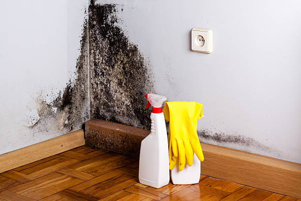 Best Basement Mold Remediation in Cloverleaf, TX