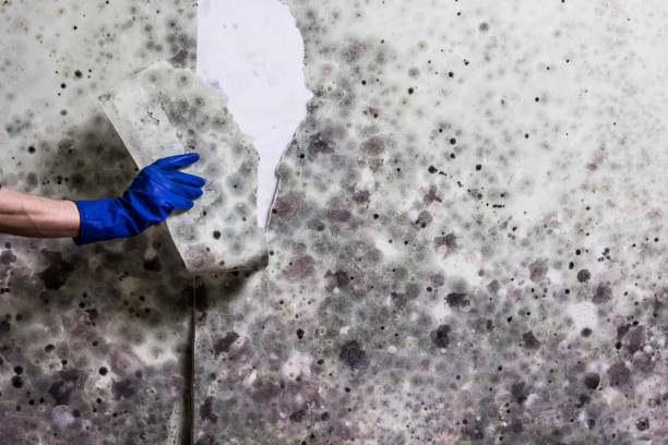 Best Crawl Space Mold Remediation in Cloverleaf, TX