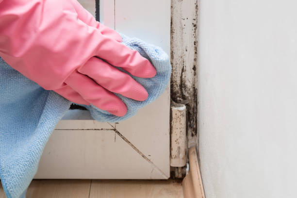 Best HVAC Mold Remediation in Cloverleaf, TX