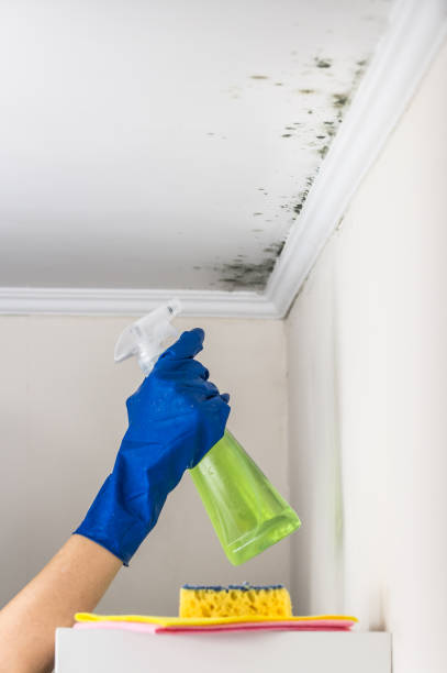 Best Attic Mold Remediation in Cloverleaf, TX