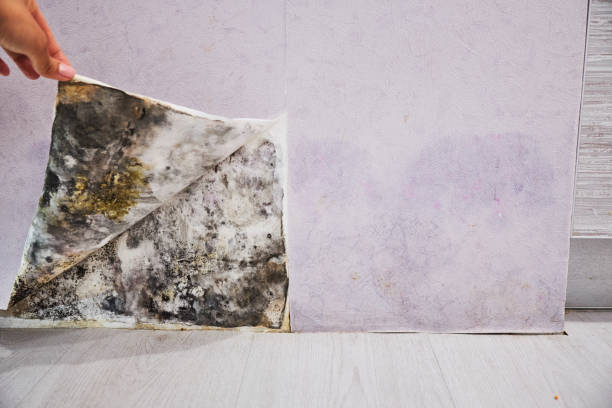Cloverleaf, TX Mold Remediation Company